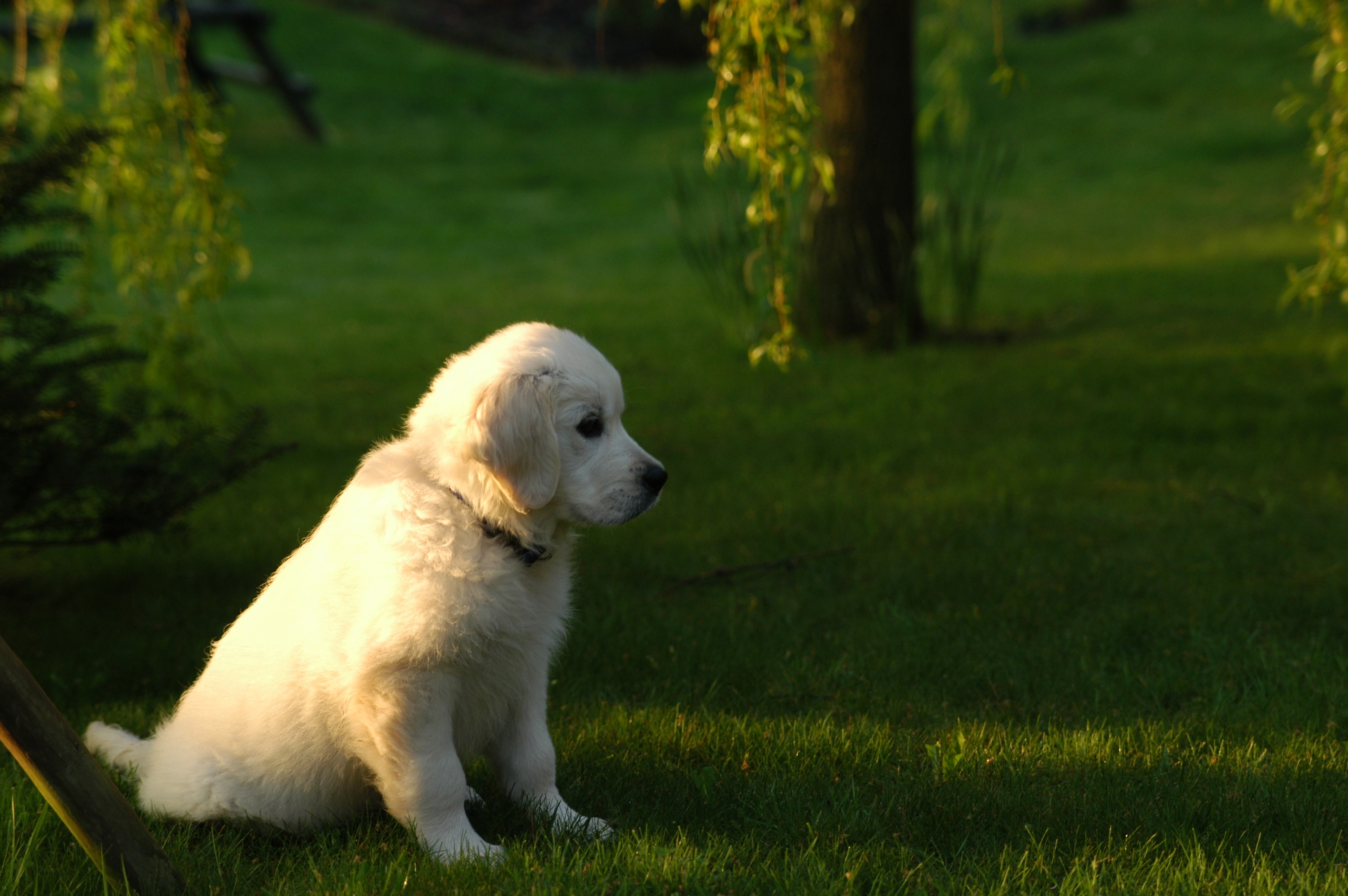 Young-Golden-Retriever